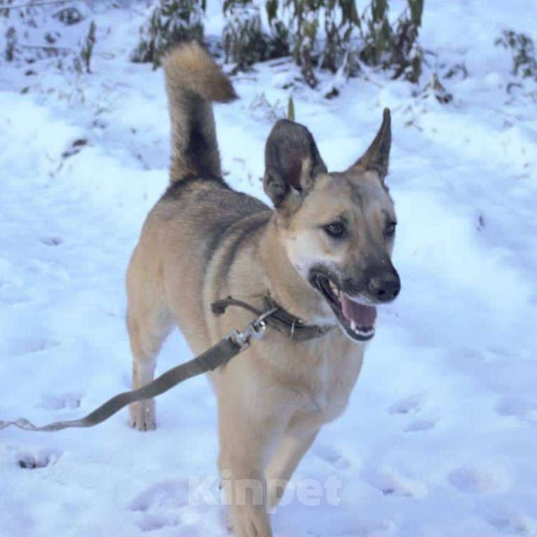 Собаки в Москве: Лиза Девочка, Бесплатно - фото 2
