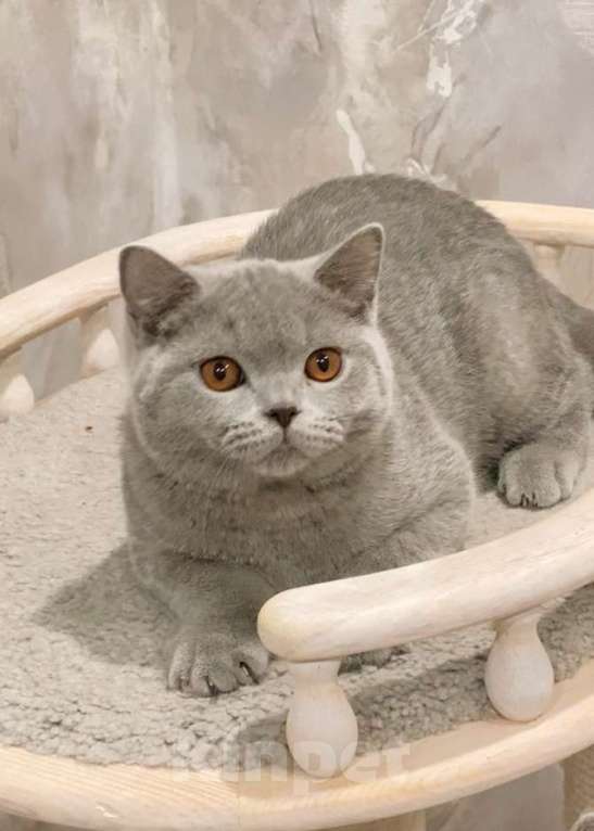 Кошки в Санкт-Петербурге: Британский клубный котенок (мальчик) Мальчик, Бесплатно - фото 1