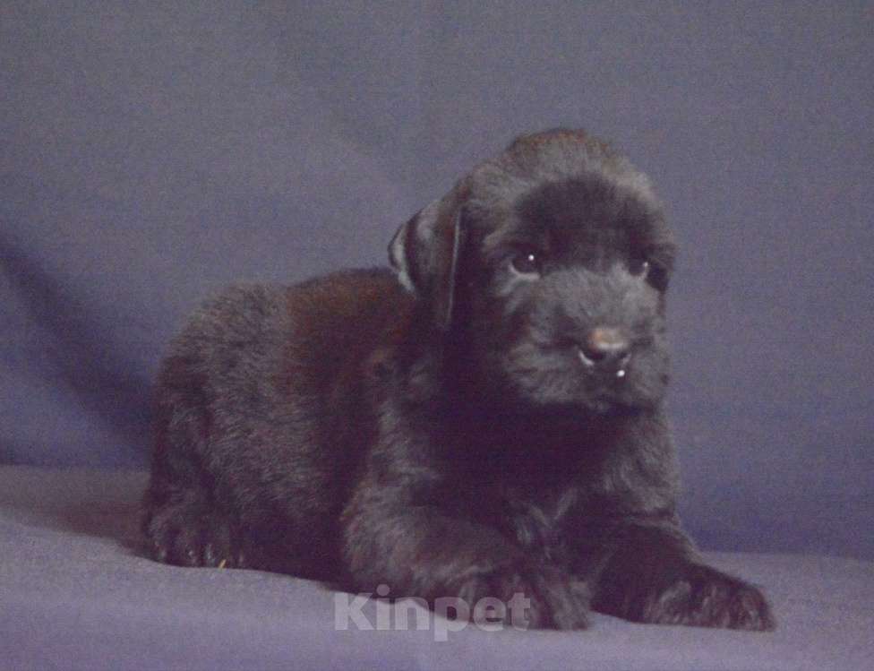 Собаки в Самаре: Щенки ризеншнауцера Разнополые, 90 000 руб. - фото 4