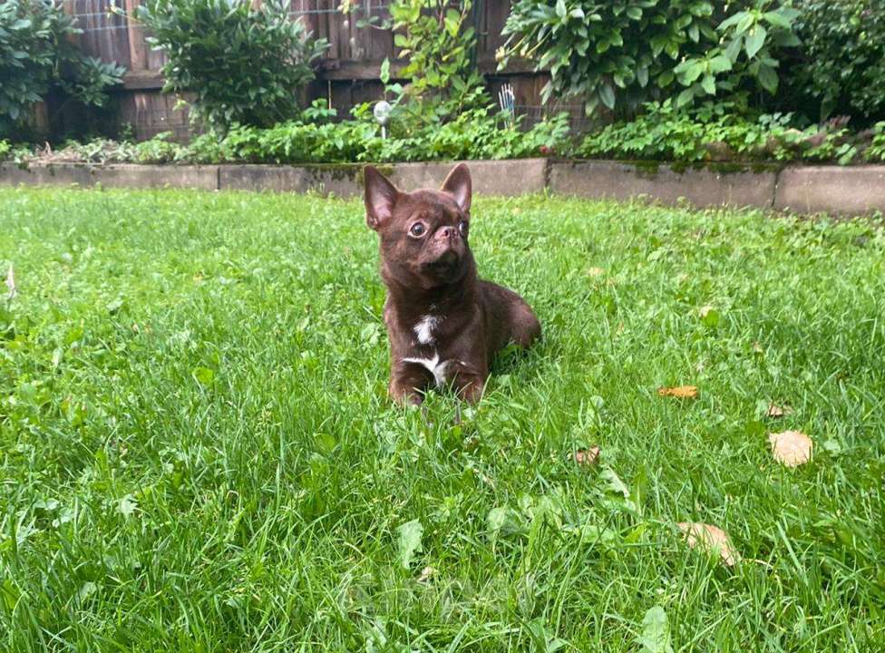 Собаки в Москве: Чихуахуа-   Чудесный  Мальчик Мальчик, 15 000 руб. - фото 1