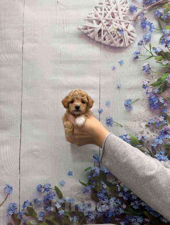 Собаки в Москве: Шикаpная дeвочка мальтипу Девочка, 60 000 руб. - фото 1