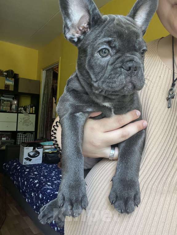 Собаки в Москве: Французский бульдог щенок Мальчик, 50 000 руб. - фото 2