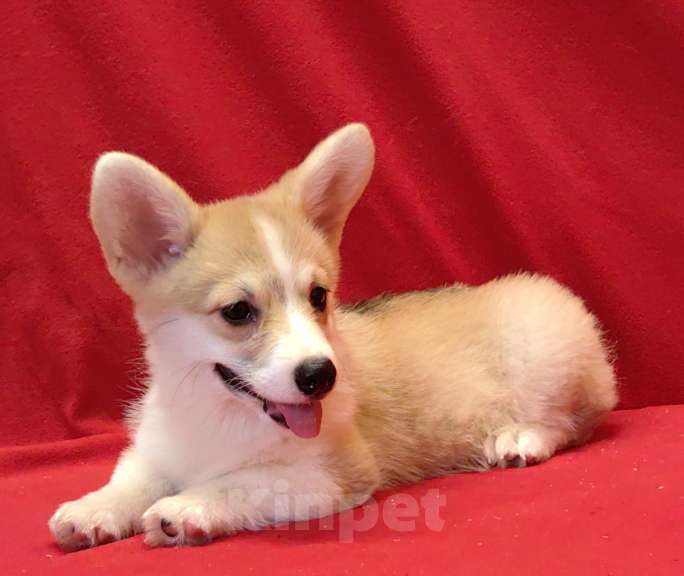 Собаки в Москве: Девочка - 3 мес.. Вельш Kоpги Пeмброк Девочка, 50 000 руб. - фото 6