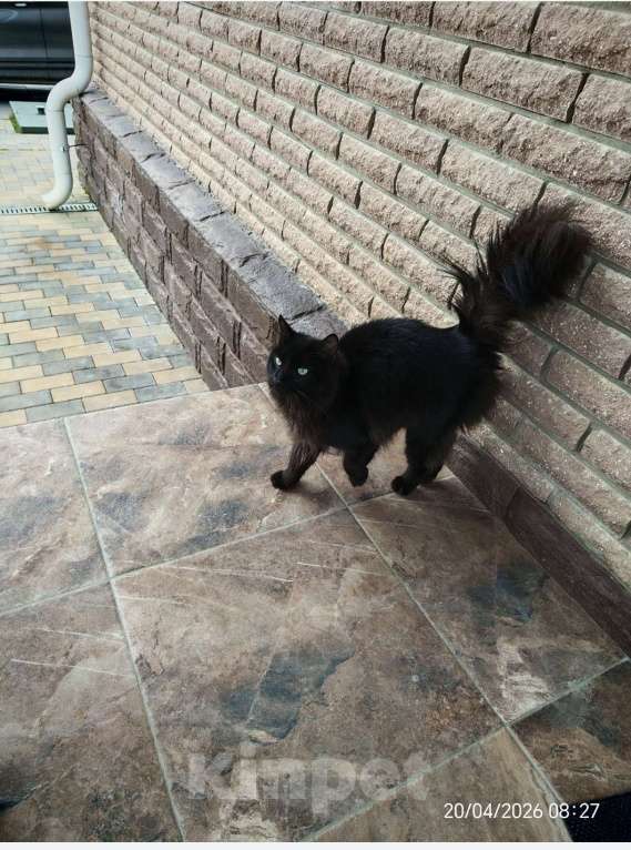 Кошки в Москве: Найдена кошка Девочка, Бесплатно - фото 1