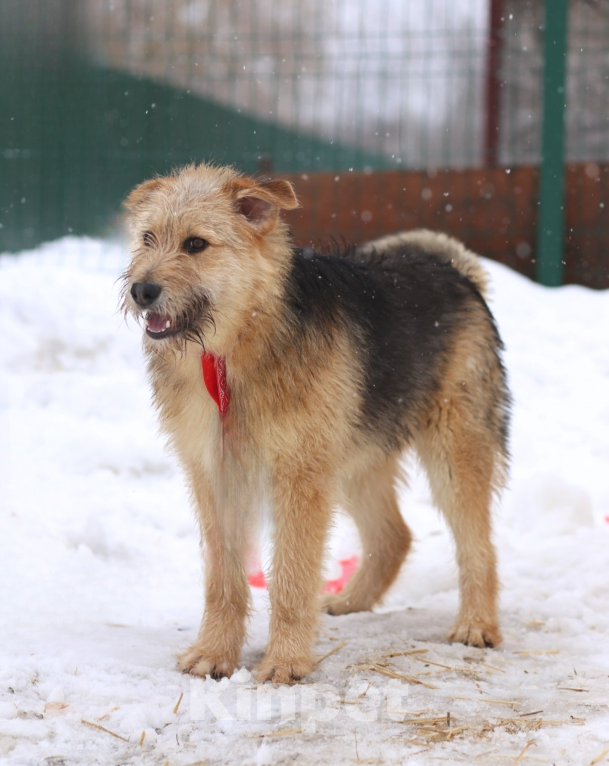 Собаки в Москве: щенок Арчи в добрые руки Мальчик, Бесплатно - фото 1