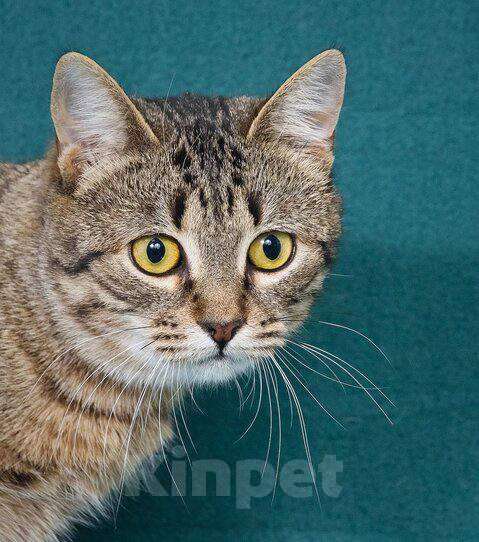 Кошки в Москве: кошка Яблонька ищет дом Девочка, Бесплатно - фото 1