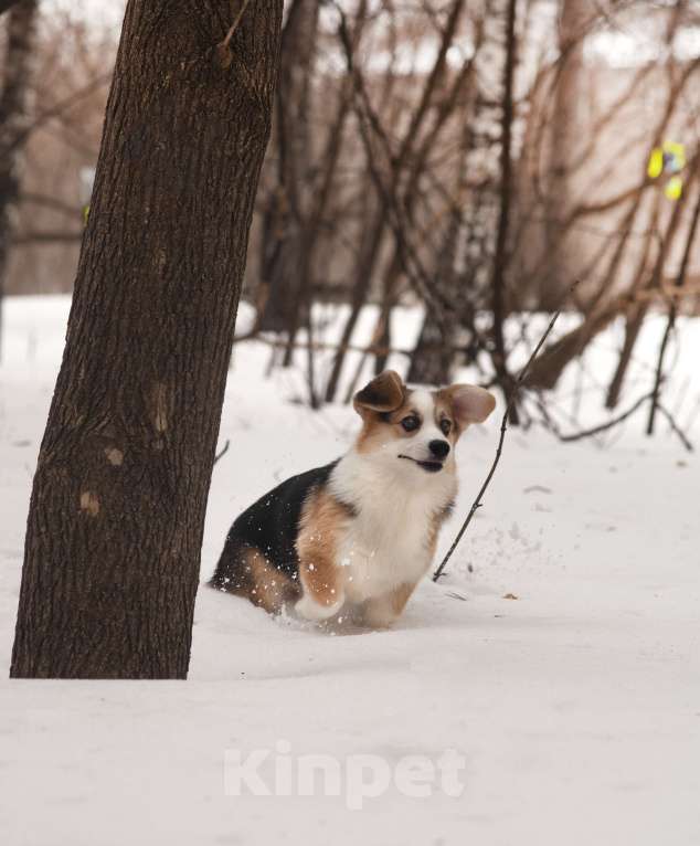 Собаки в Новосибирске: Продажа корги пемброк Мальчик, 70 руб. - фото 5