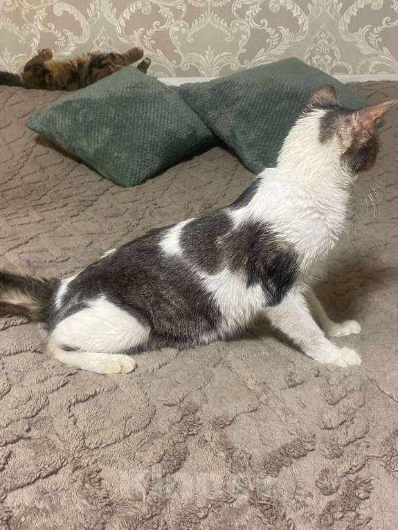 Кошки в других городах Московской области: Кошки в добрые руки Девочка, Бесплатно - фото 5