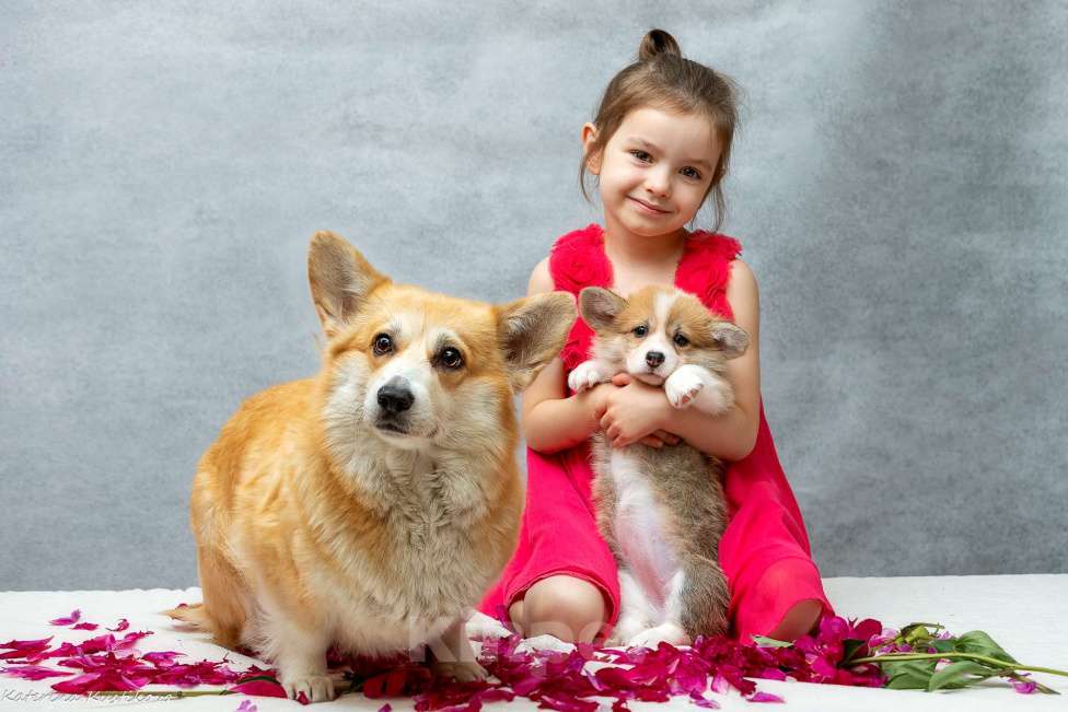 Собаки в Москве: Девочка корги пемброк  Девочка, Бесплатно - фото 4