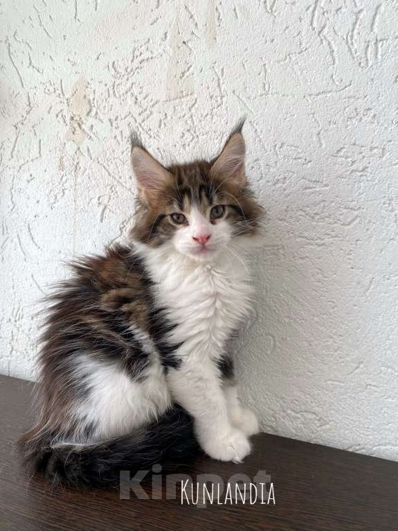 Кошки в Екатеринбурге: котенок мейн-кун Мальчик, 30 000 руб. - фото 3