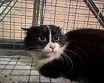 Кошки в Санкт-Петербурге: Котик в дар Мальчик, Бесплатно - фото 2