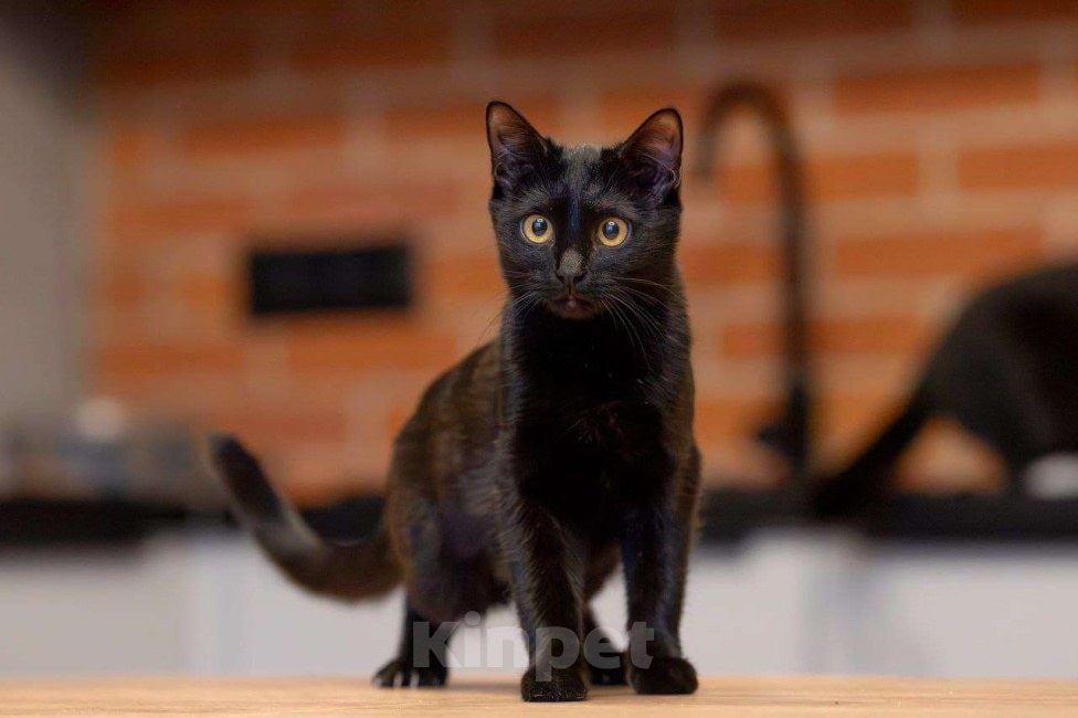 Кошки в Москве: Черная, как агат, Агата ищет семью Девочка, Бесплатно - фото 1
