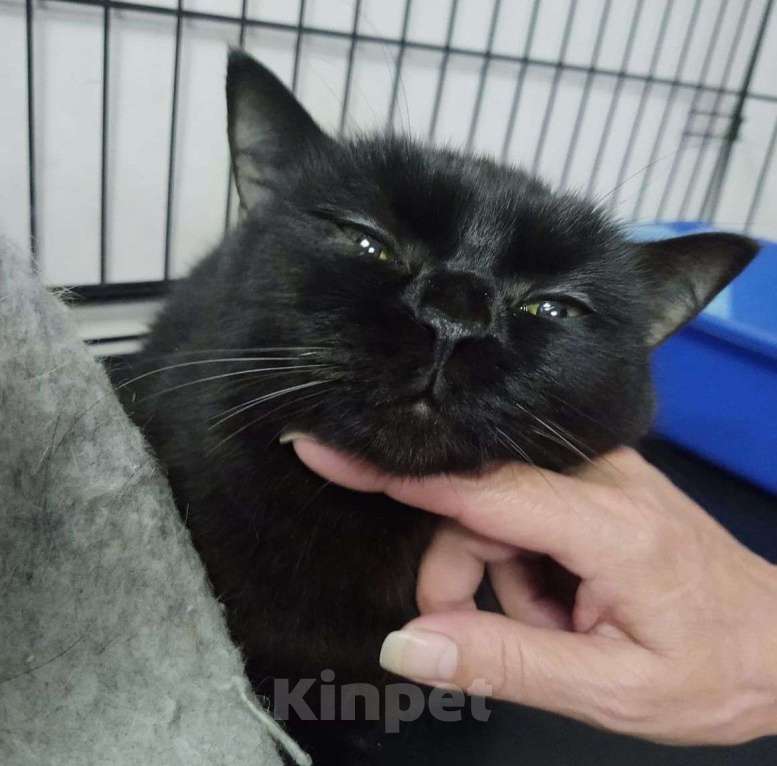 Кошки в Москве: Ласковая кошечка Виска Девочка, Бесплатно - фото 2