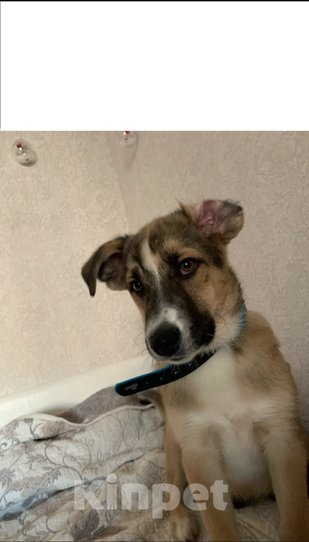 Собаки в Москве: Одам щенка лайки в добрые руки Мальчик, Бесплатно - фото 1