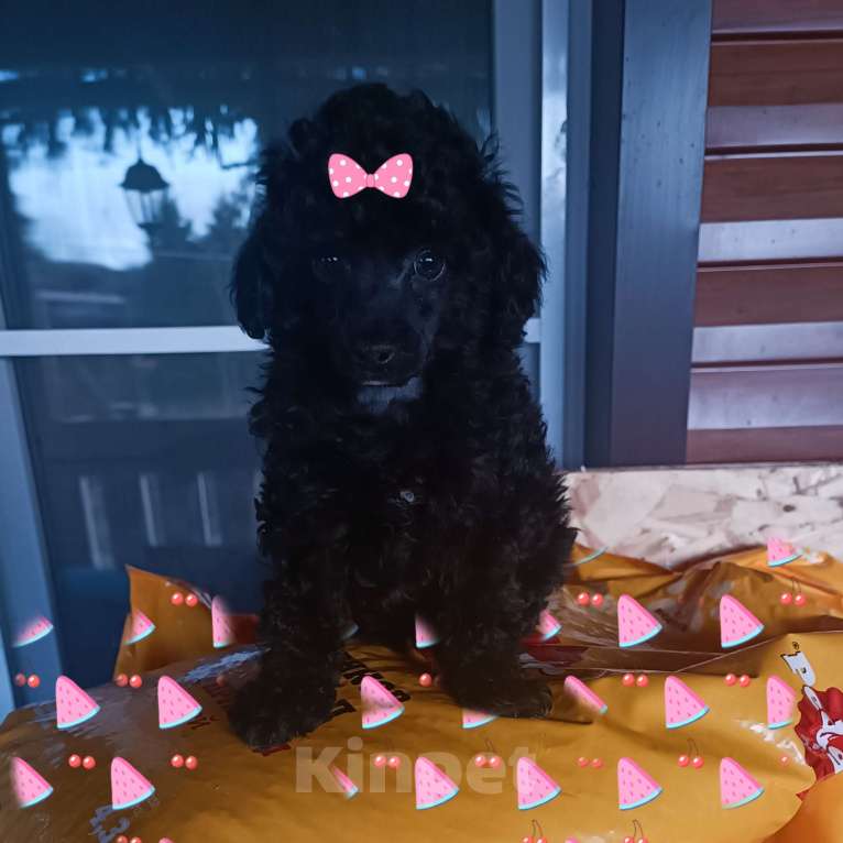 Собаки в Санкт-Петербурге: Той пудель Разнополые, 50 000 руб. - фото 1