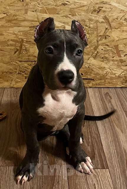 Собаки в Мурманске: Американский булли Девочка, Бесплатно - фото 4