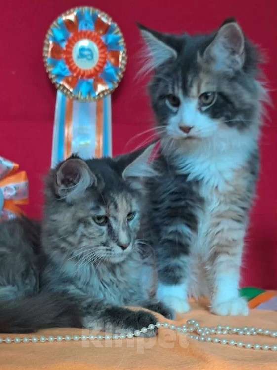 Кошки в Москве: Детки Мейн кун Девочка, 45 000 руб. - фото 4