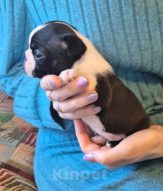 Собаки в Москве: Щенок бостон терьера  Девочка, Бесплатно - фото 2