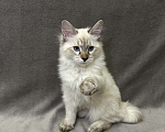 Кошки в Благовещенске: Котенок Невская маскарадная  Девочка, 45 000 руб. - фото 2