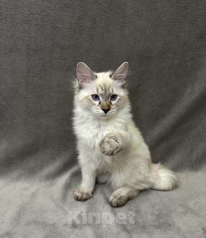 Кошки в Благовещенске: Котенок Невская маскарадная  Девочка, 45 000 руб. - фото 2