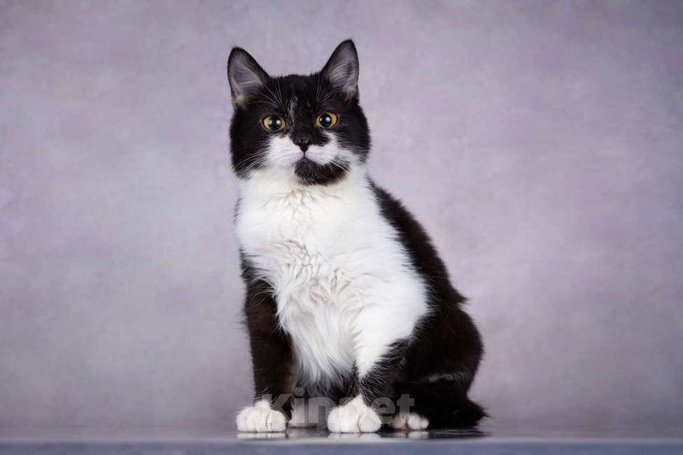 Кошки в Москве: Котенок девочка  Девочка, Бесплатно - фото 2