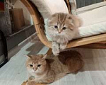 Кошки в Екатеринбурге: Шотландская вислоухая девочка Девочка, 25 000 руб. - фото 4