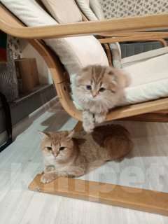 Кошки в Екатеринбурге: Шотландская вислоухая девочка Девочка, 25 000 руб. - фото 4