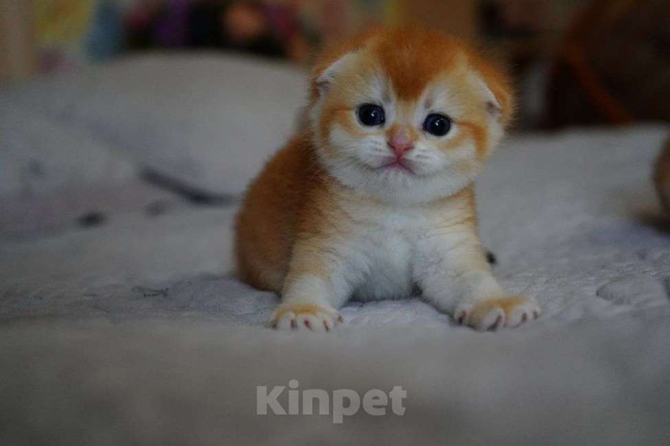 Кошки в Мур: Продажа котят шотландские вислоухие Девочка, 25 000 руб. - фото 3