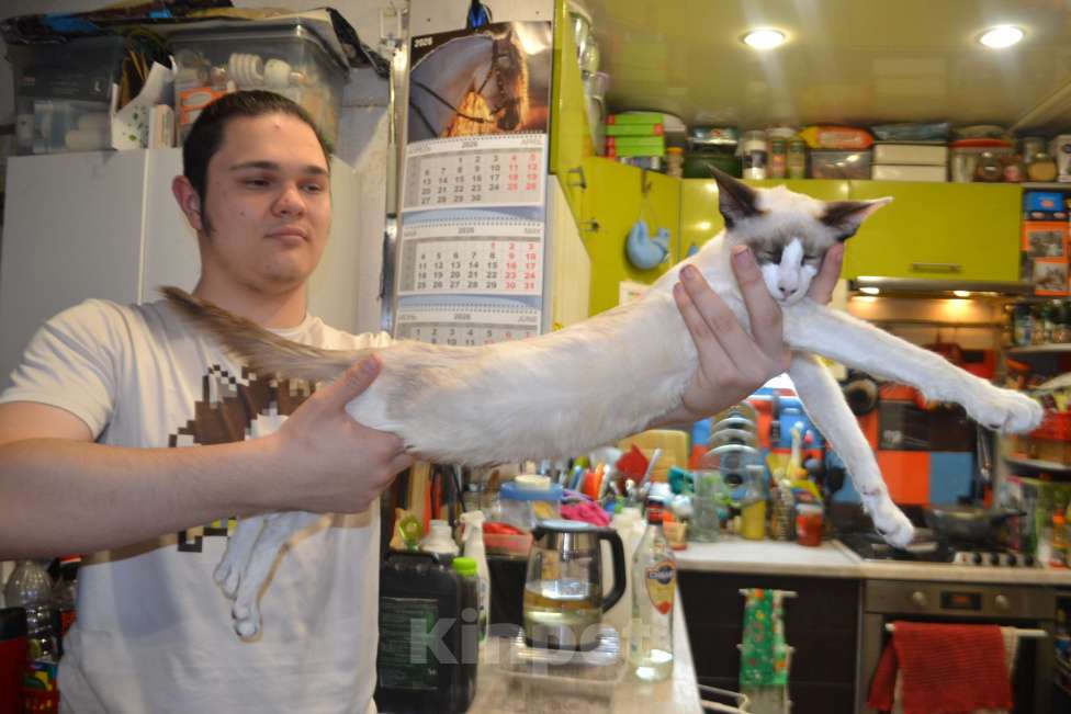 Кошки в Екатеринбурге: Балинезийский котик Мальчик, Бесплатно - фото 2