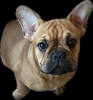 Великолепная девочка французик ! 