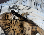 Кошки в других городах Московской области: Потерялся бенгальский котик Мальчик, 5 000 руб. - фото 4