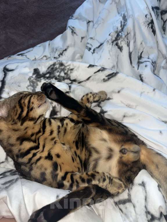 Кошки в других городах Московской области: Потерялся бенгальский котик Мальчик, 5 000 руб. - фото 4