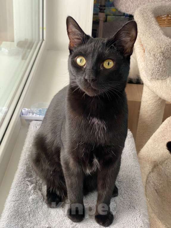 Кошки в Санкт-Петербурге: Ласковый мальчик в добрые руки Мальчик, Бесплатно - фото 6