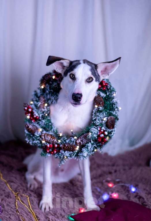 Собаки в других городах Московской области: Нильс мальчик Мальчик, Бесплатно - фото 9
