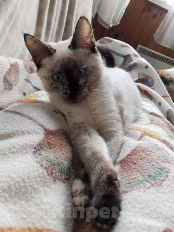 Кошки в Москве: Ласковый котёнок в добрые руки  Девочка, Бесплатно - фото 2