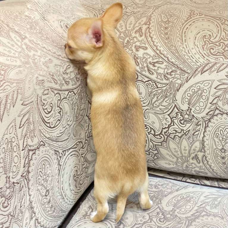 Собаки в Москве: Щенки чихуахуа  Мальчик, Бесплатно - фото 3