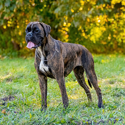 Немецкий боксер