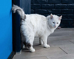 Кошки в Москве: Белоснежный красавец, домашний котик Ченя ищет дом Мальчик, Бесплатно - фото 10