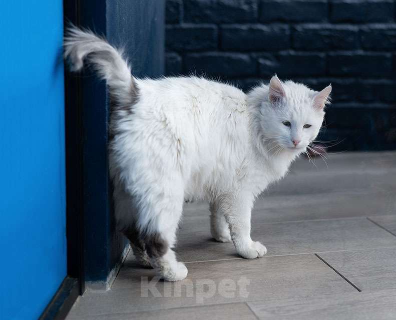 Кошки в Москве: Белоснежный красавец, домашний котик Ченя ищет дом Мальчик, Бесплатно - фото 10