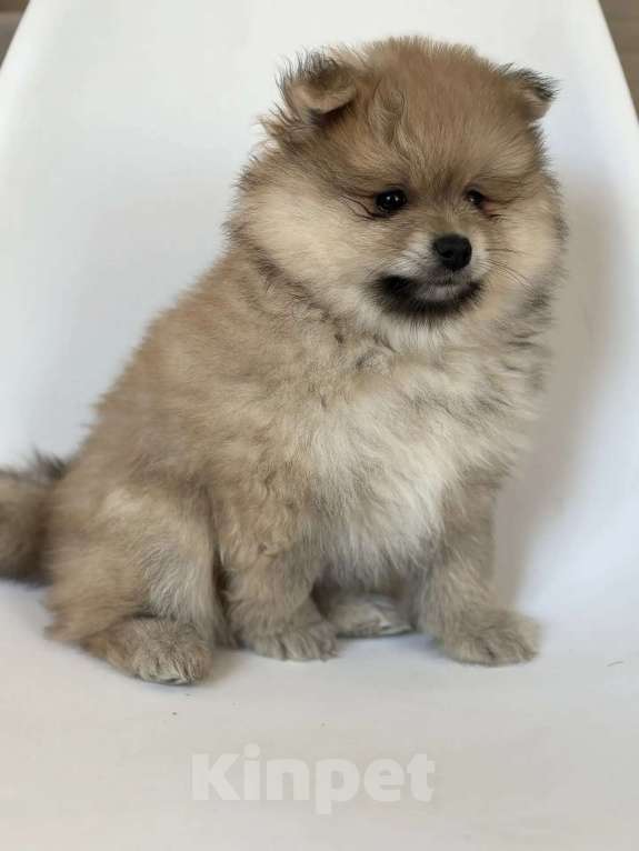 Собаки в других городах Московской области: Мальчик ждет любящих хозяев❤ Мальчик, Бесплатно - фото 1