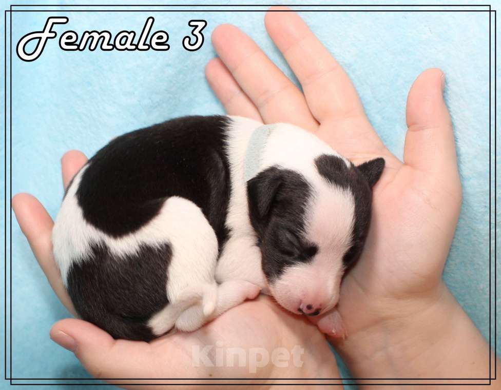 Собаки в Москве: Элегантный щенок уиппета Девочка, Бесплатно - фото 8