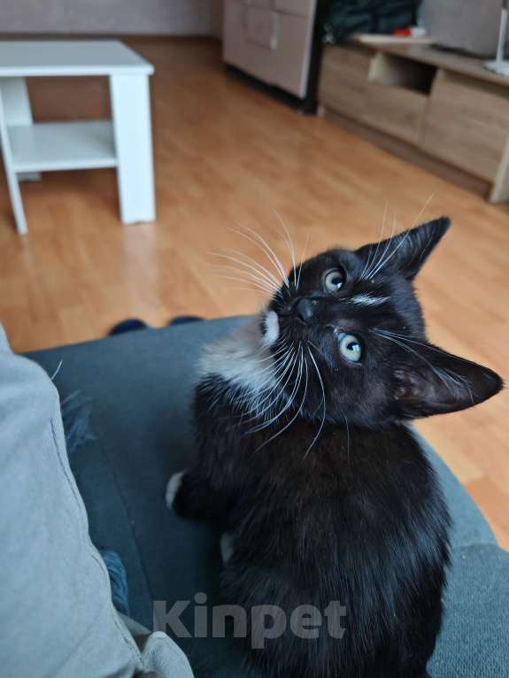 Кошки в Москве: Котенок  Девочка, Бесплатно - фото 4