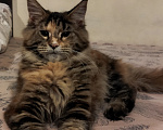 Кошки в других городах Свердловской области: Кошка Мейн -кун Полидакт Классика Девочка, 45 000 руб. - фото 4