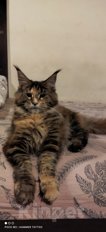 Кошки в других городах Свердловской области: Кошка Мейн -кун Полидакт Классика Девочка, 45 000 руб. - фото 4