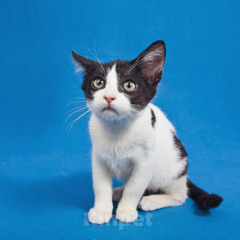 Кошки в Пушкино: котенок в хорошие руки Мальчик, 300 руб. - фото 3