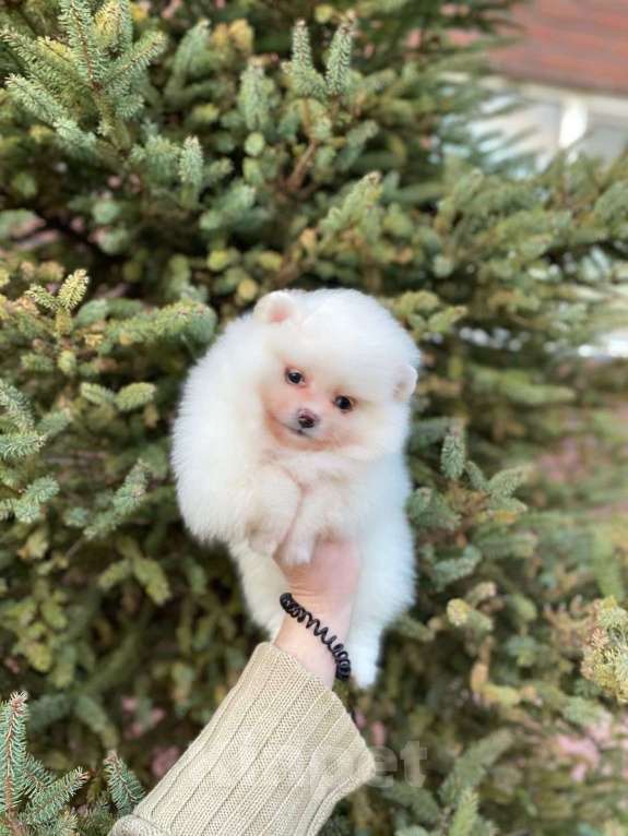 Собаки в Набережных Челнах: Мини шпиц  Девочка, 35 000 руб. - фото 1