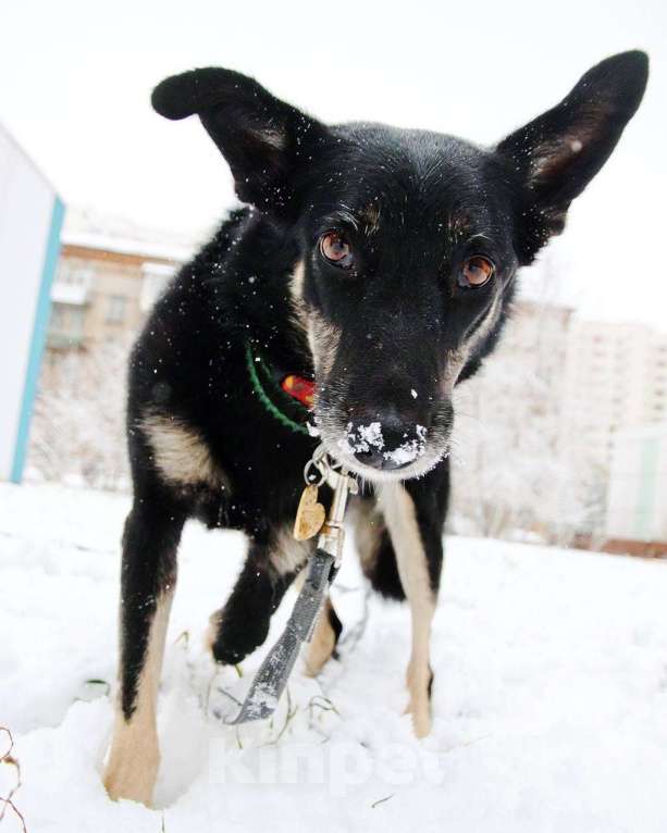 Собаки в Москве: Я Стеша :) Ищу тебя! Девочка, Бесплатно - фото 5