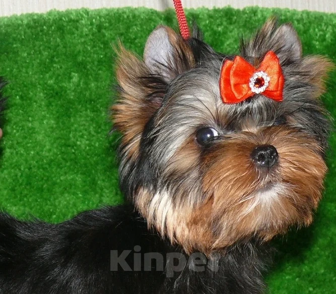 Собаки в Королеве: Мальчик йорк Мальчик, 35 000 руб. - фото 3