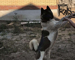Собаки в Казани: Акита Американский на вязку, 1 руб. - фото 9