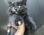 Кошки в Малмыже: Котята Мейн кун, 9 000 руб. - фото 1